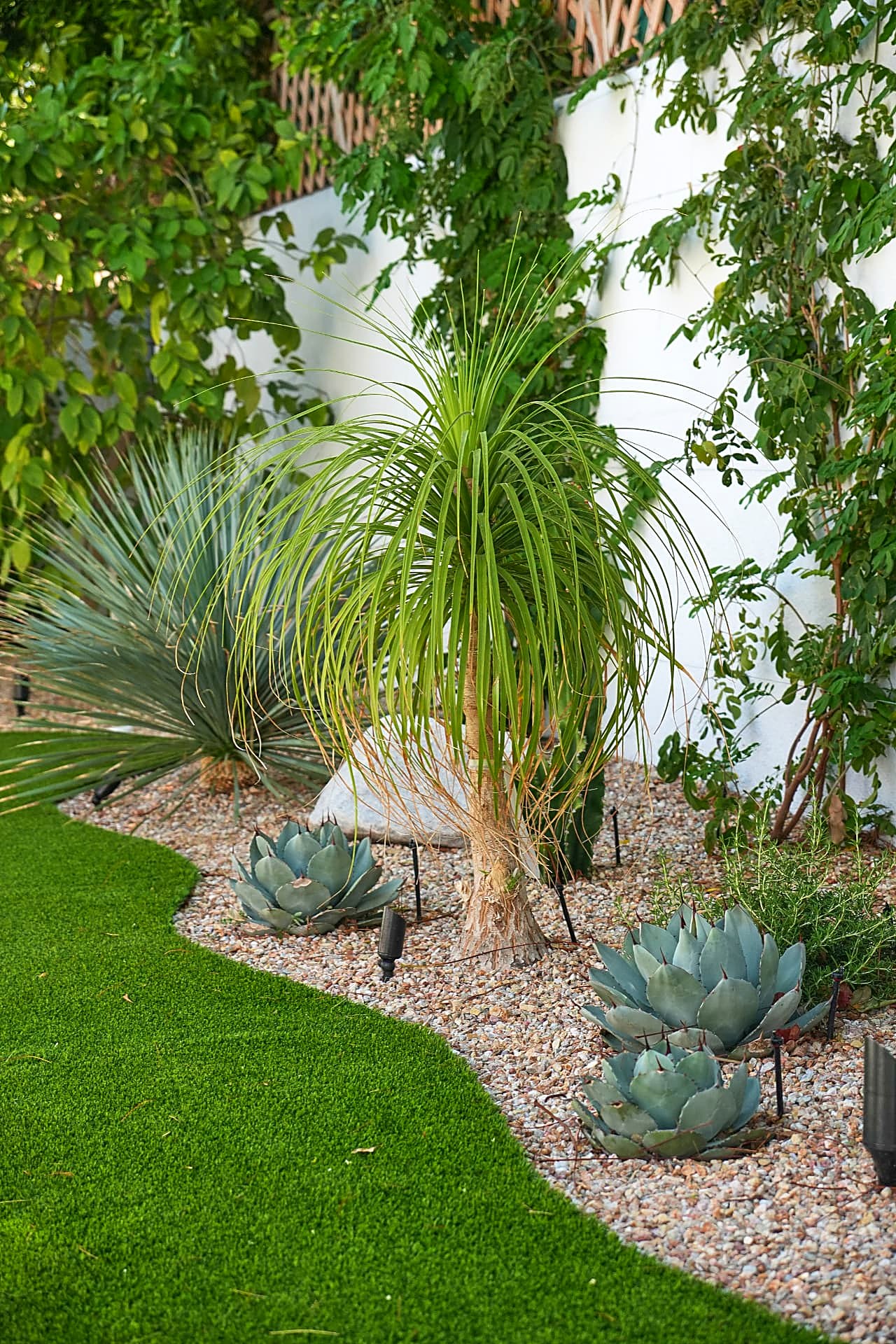 Ponytail palm and blue agave in gravel bed beside turf