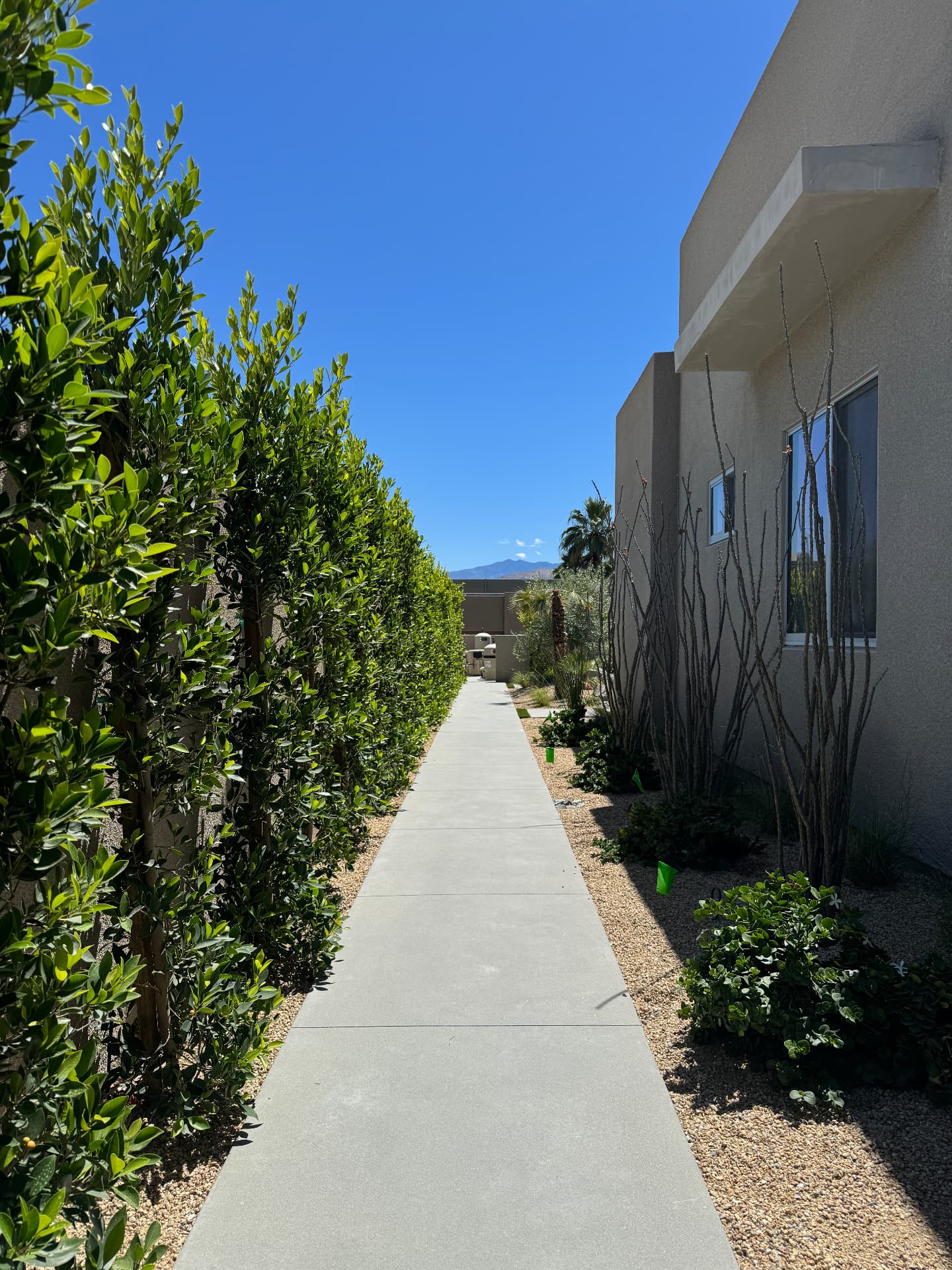 Hedge-lined concrete walkway along a modern home