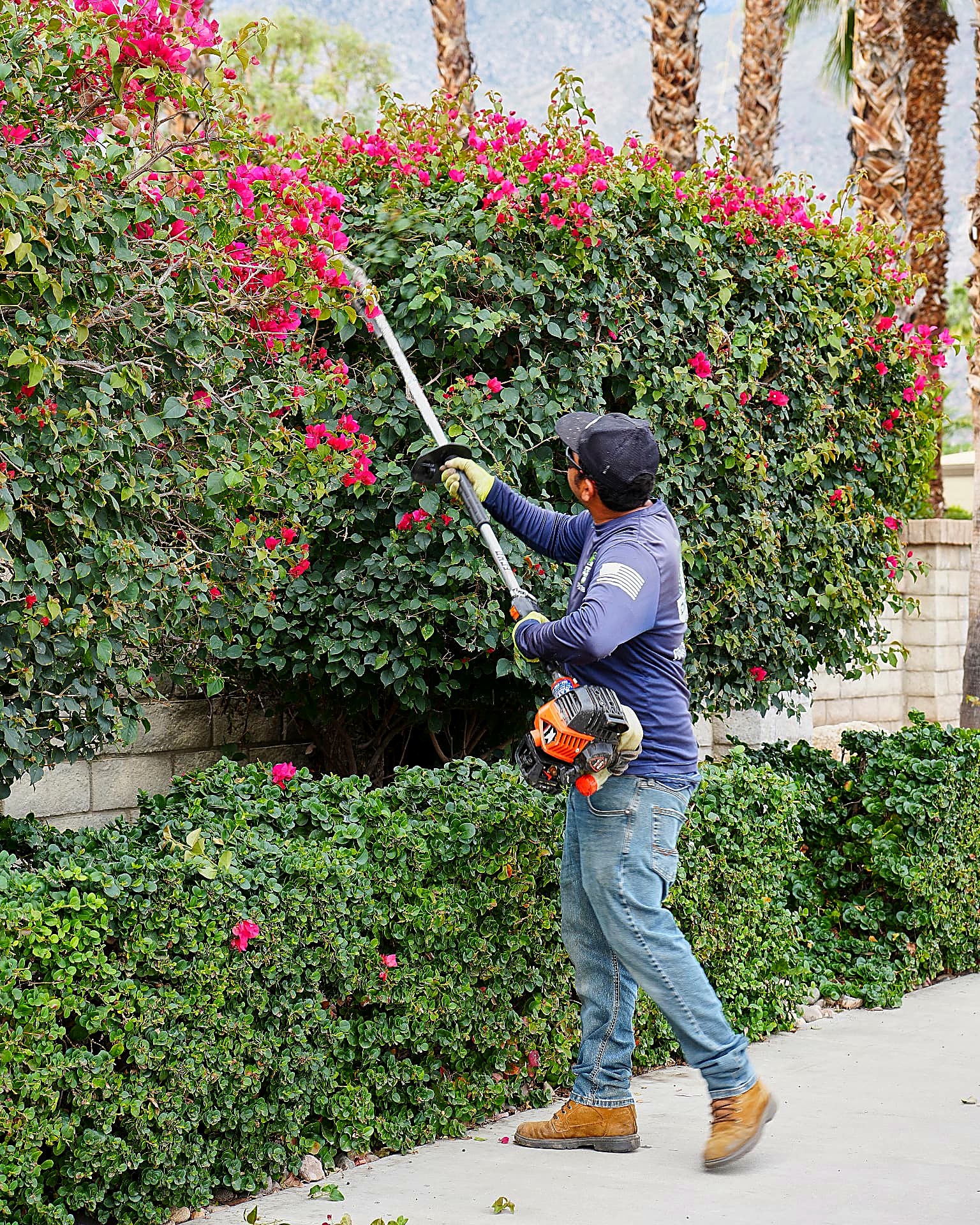 Crew member trimming a flowering bougainvillea hedge with a pole hedge trimmer