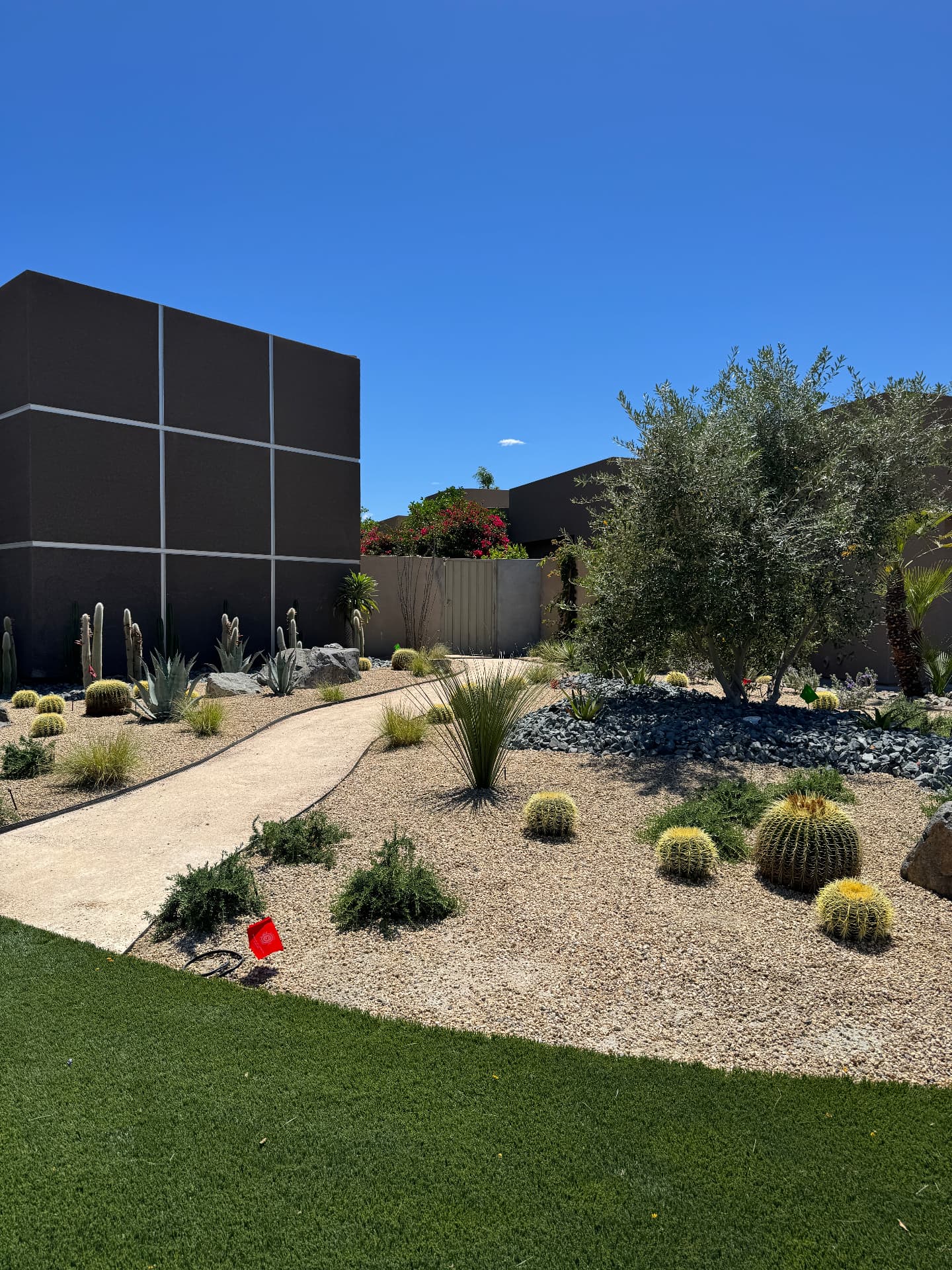 Gravel bed with golden barrel cactus and olive trees beside a decomposed granite path