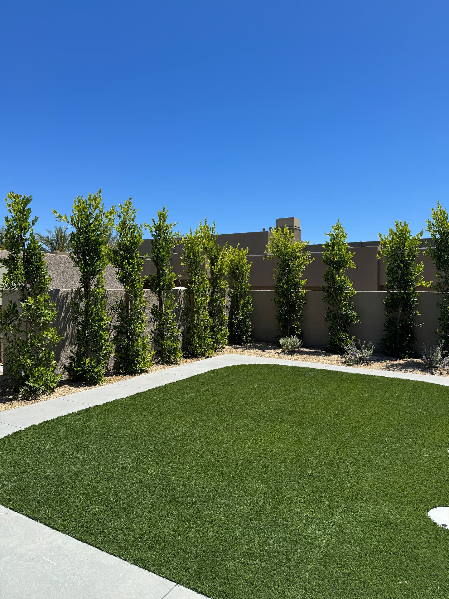 Manicured artificial turf lawn framed by a privacy hedge