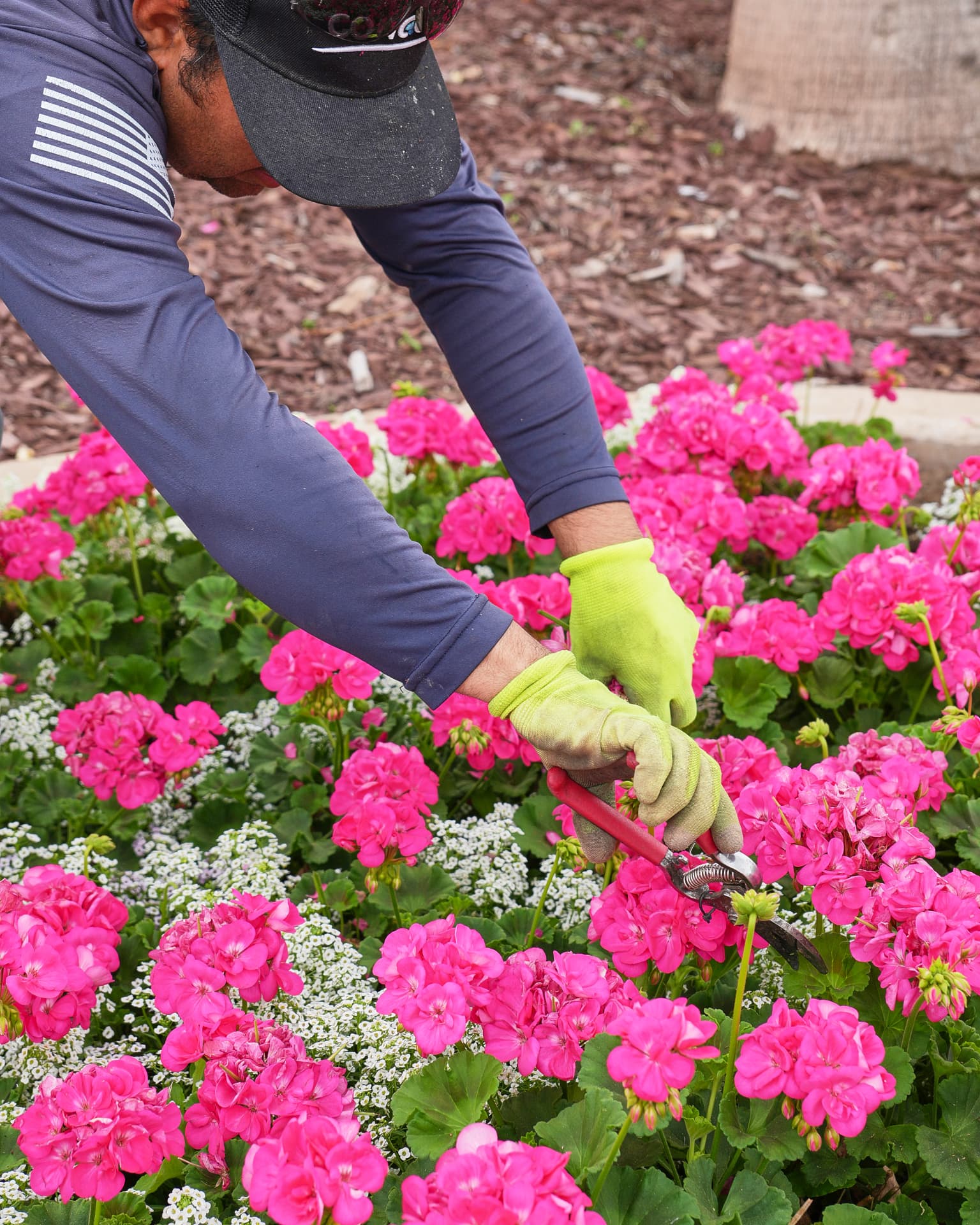 Crew hand-pruning a bed of pink geraniums