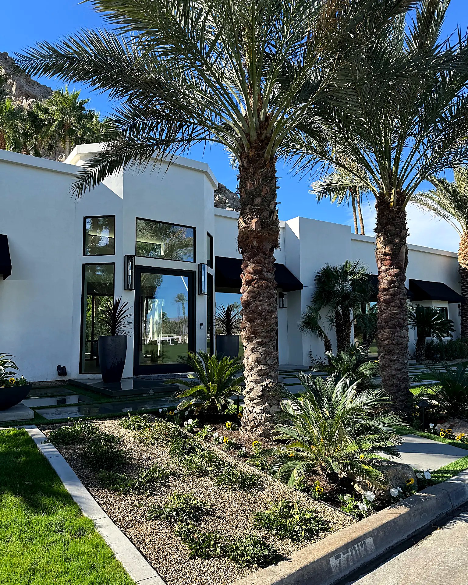 White modern home entry framed by towering date palms and gravel planting beds
