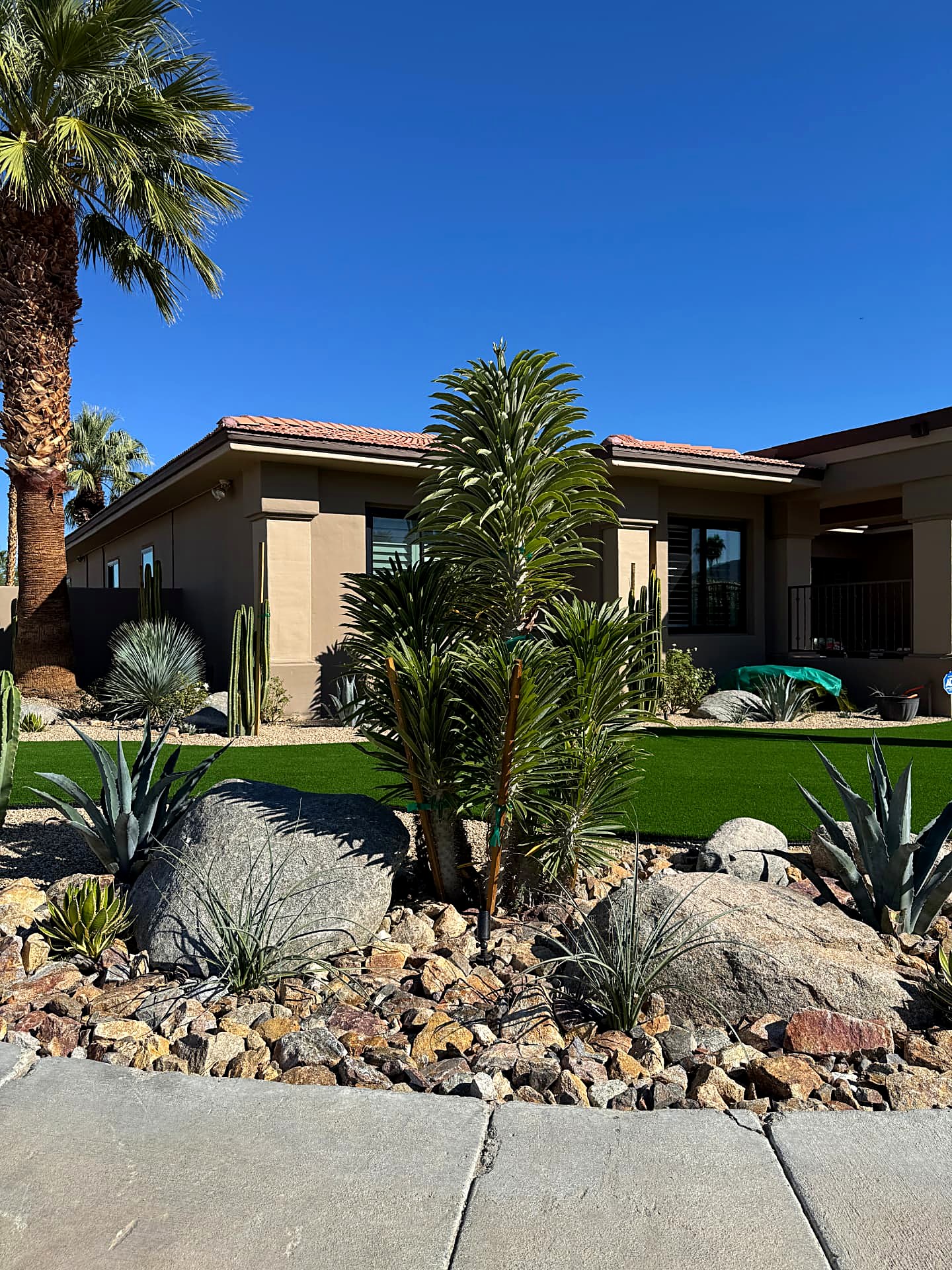 Boulder bed with agave and specimen palms
