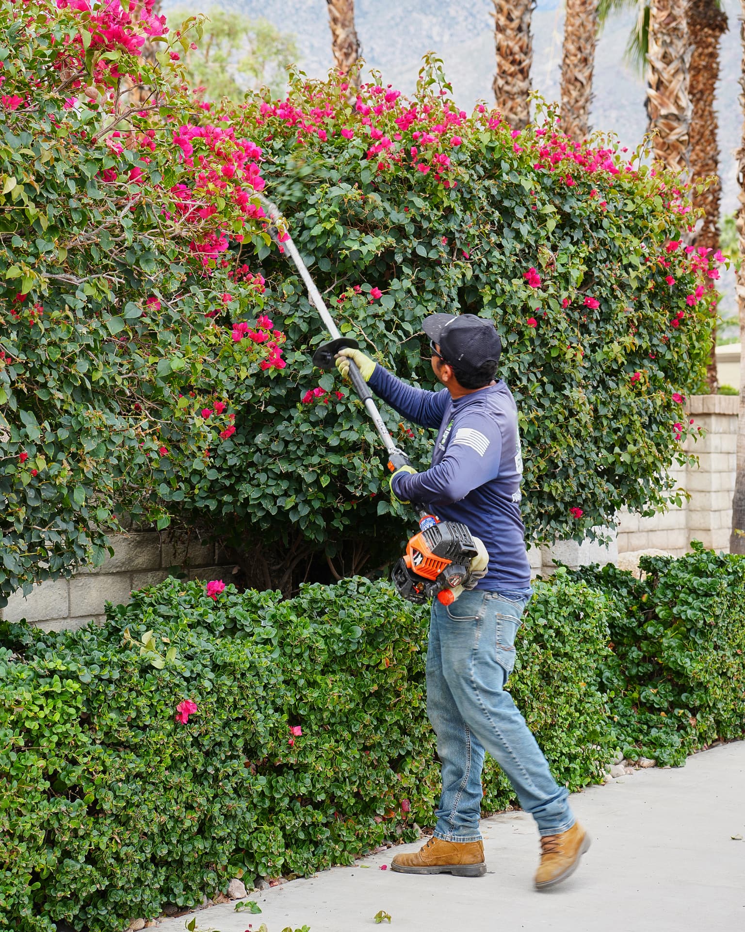 Crew trimming a flowering bougainvillea hedge on a commercial property