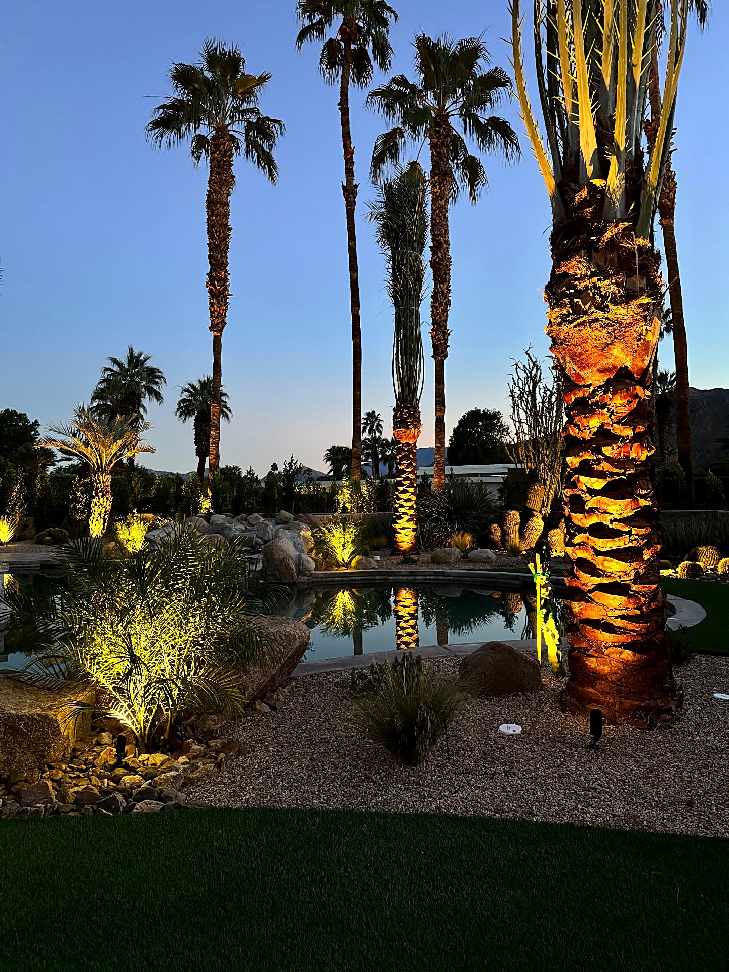 Uplit palm trunks glowing over the pool and desert planting beds at night