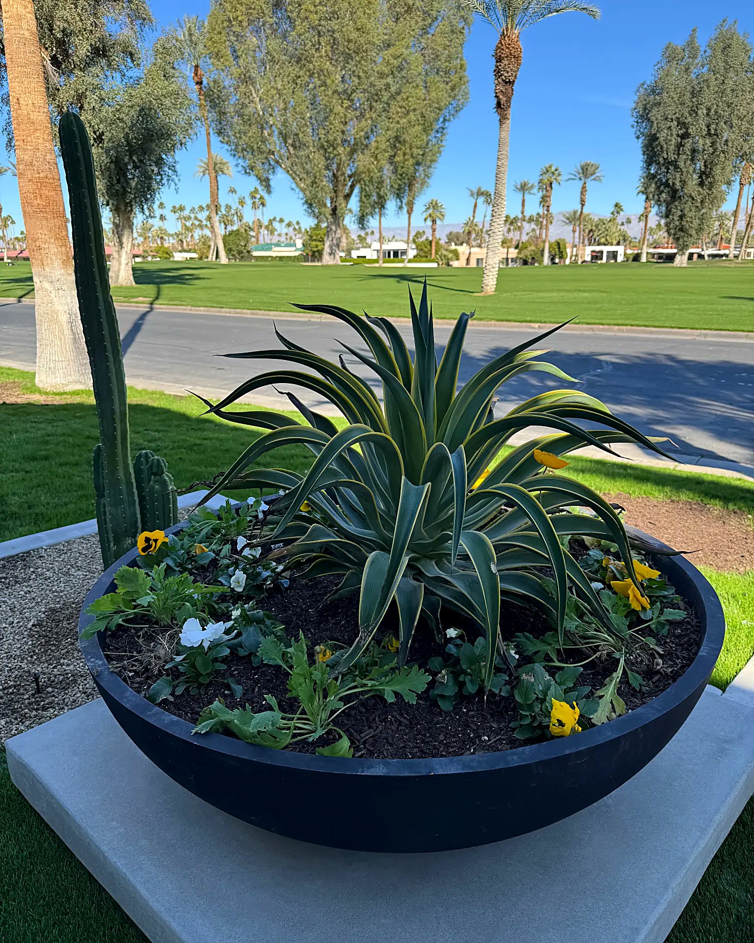Black bowl planter with agave and seasonal color beside a cactus and golf course view