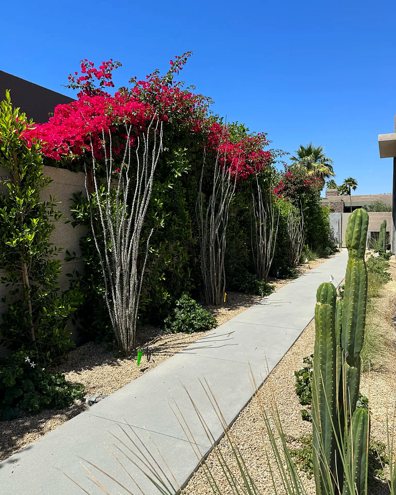 Concrete walkway lined with ocotillo and bougainvillea