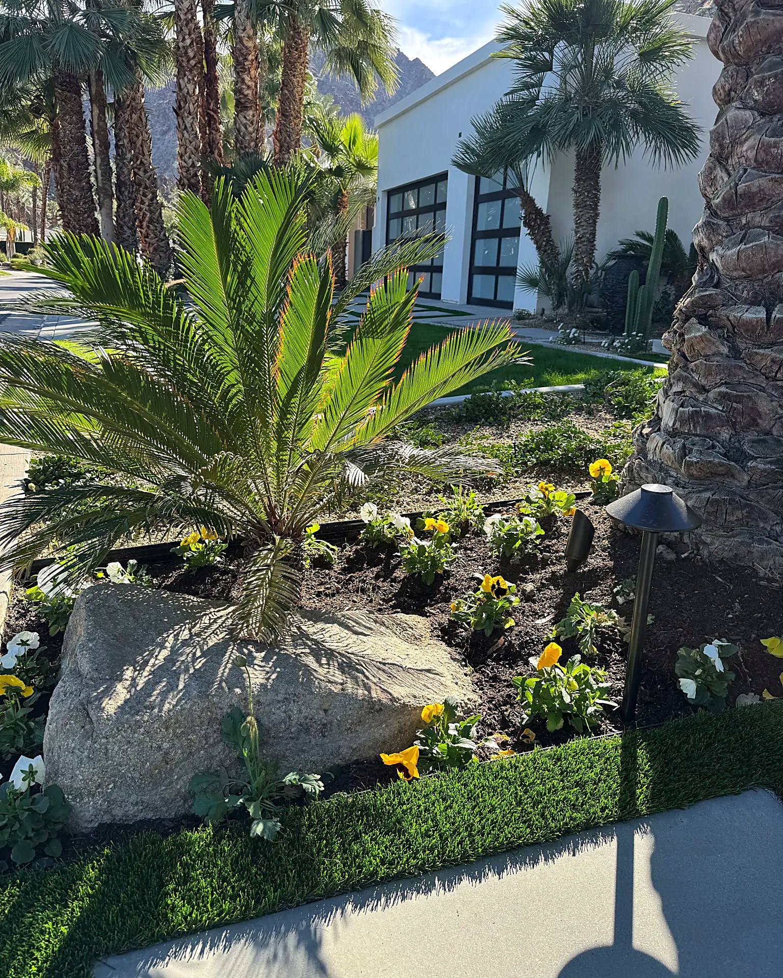 Sago palm and pansy flower bed with boulder and landscape lighting beside turf